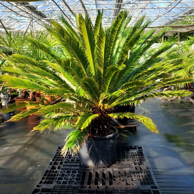 Cycas revoluta, stem/plant/total 45/125/160, pot dia. Ø 50 cm
