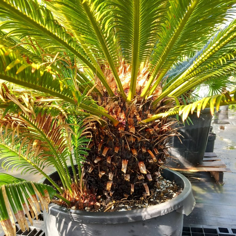 Cycas revoluta, stem/plant/total 45/125/160, pot dia. Ø 50 cm