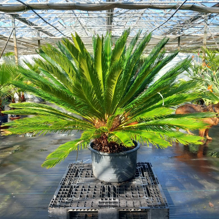 Cycas revoluta, stem/plant/total 55/135/165 cm, pot Ø 62 cm (No. 2)