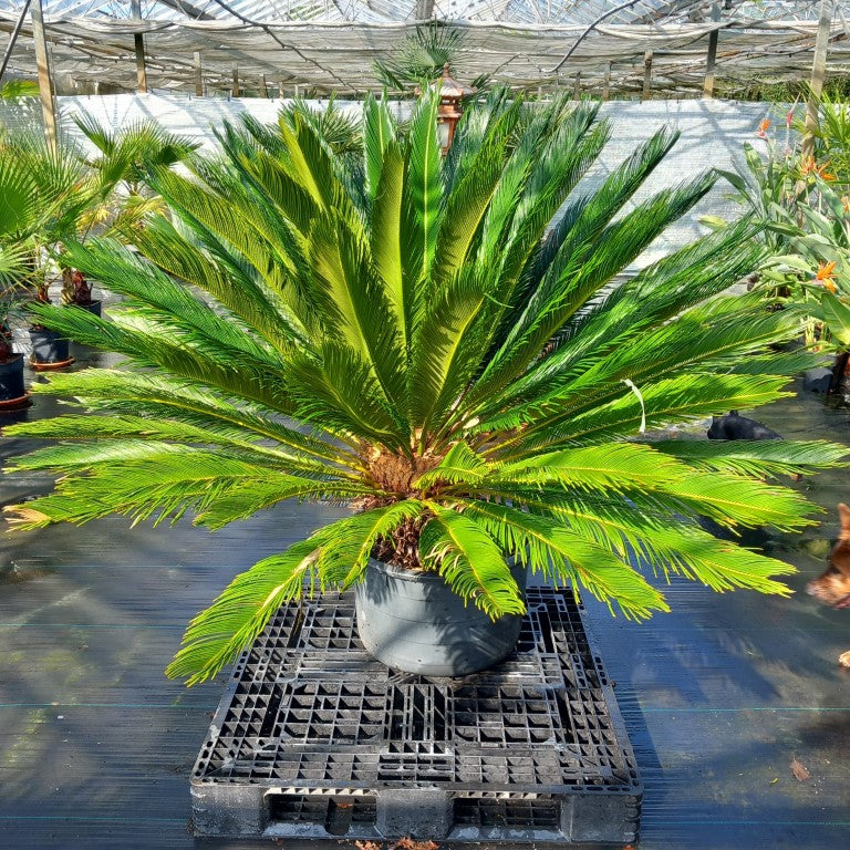 Cycas revoluta, stem/plant/total 55/135/165 cm, pot Ø 62 cm (No. 2)