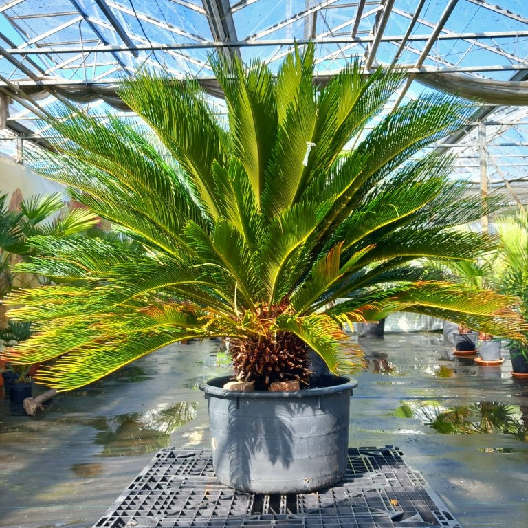 cycas palm plant Cycas revoluta – Tropical Centre