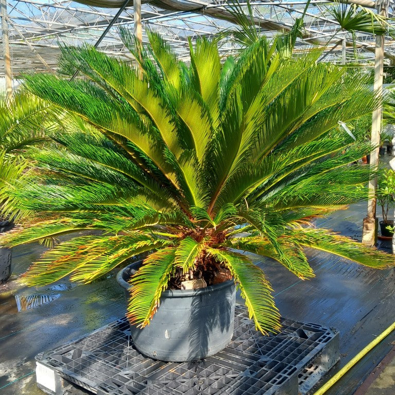 Cycas revoluta, stem/plant/total 40/120/150 cm, pot Ø 62 cm (No. 3)