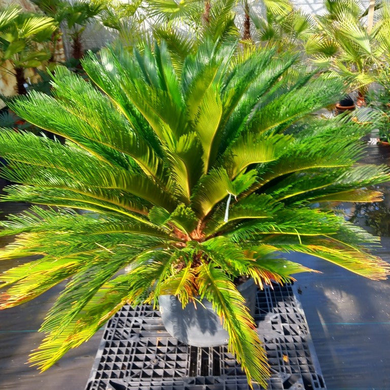 Cycas revoluta, stem/plant/total 40/120/150 cm, pot Ø 62 cm (No. 3)