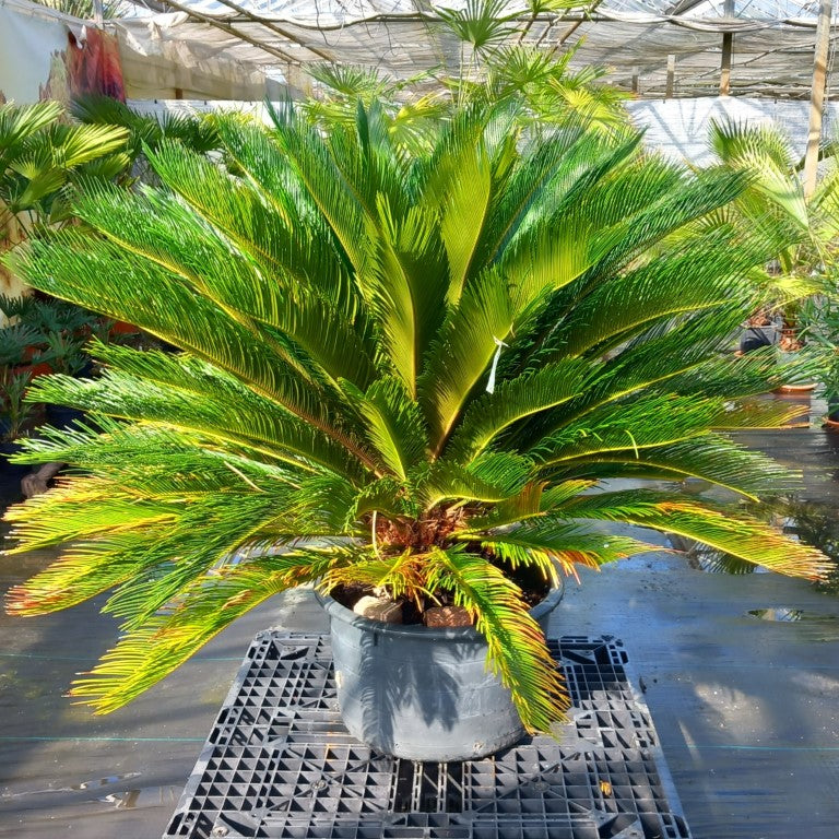 Cycas revoluta, stem/plant/total 40/120/150 cm, pot Ø 62 cm (No. 3)