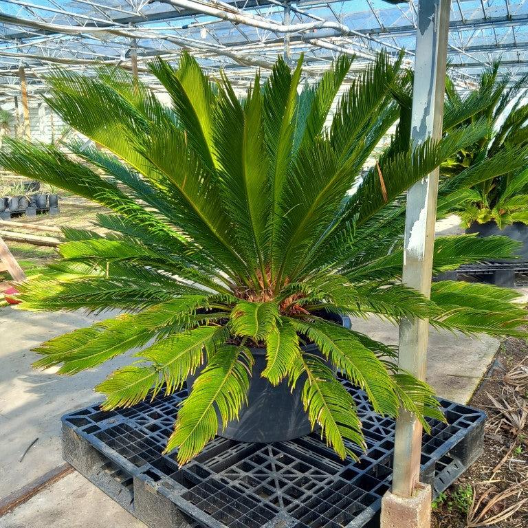 Cycas revoluta, stem/plant/total 25/100/140 cm, pot Ø 62 cm (No. 5)