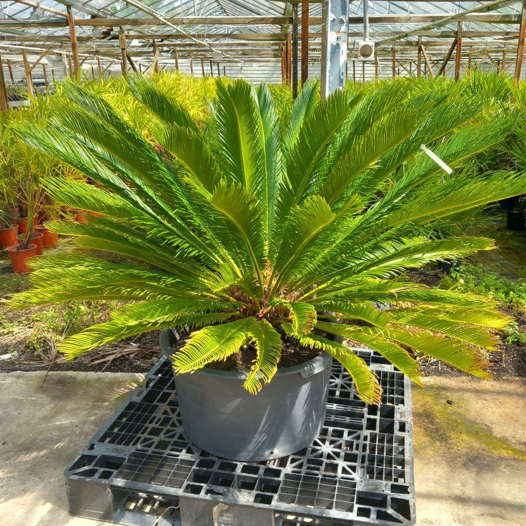 Cycas revoluta, stem/plant/total 25/100/140 cm, pot Ø 62 cm (No. 5)