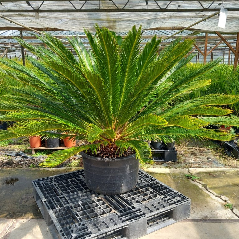 Cycas revoluta, stem/plant/total 40/120/150 cm, pot Ø 62 cm (No. 6)
