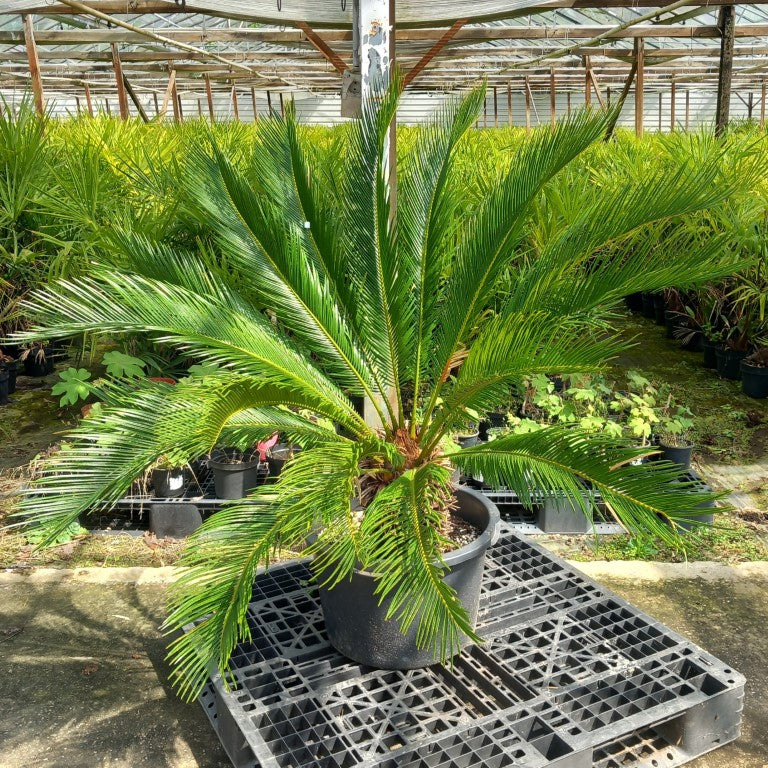 Cycas revoluta, stem/plant/total 40/120/145 cm, pot Ø 55 cm (No. 7)