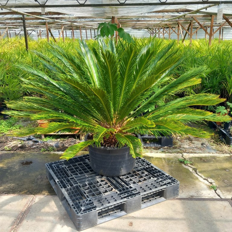 Cycas revoluta, stem/plant/total 40/120/150 cm, pot Ø 62 cm (No. 6)