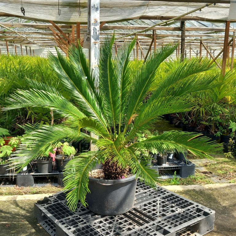 Cycas revoluta, stem/plant/total 40/120/145 cm, pot Ø 55 cm (No. 7)