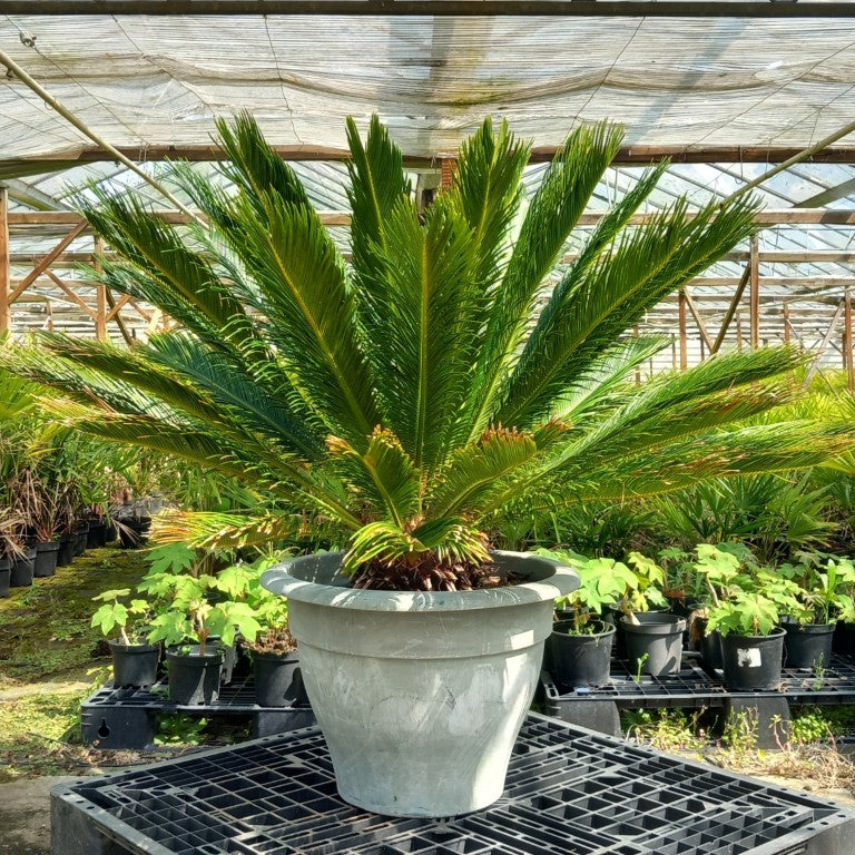 Cycas revoluta, stem/plant/total 35/90/125 cm, pot Ø 60 cm (No. 8)