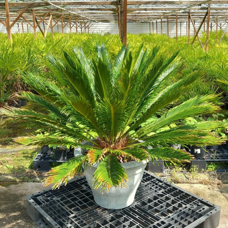 Cycas revoluta, stem/plant/total 35/90/125 cm, pot Ø 60 cm (No. 8)