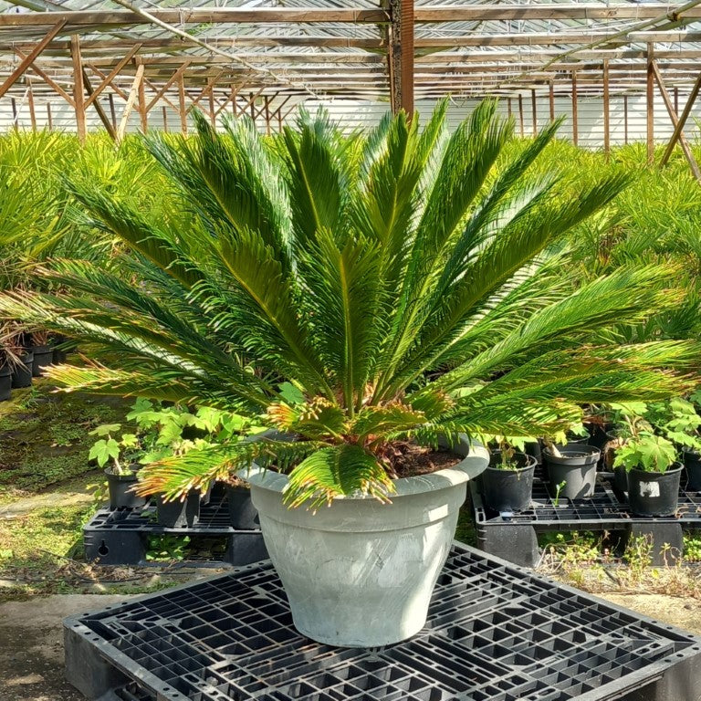 Cycas revoluta, stem/plant/total 35/90/125 cm, pot Ø 60 cm (No. 8)