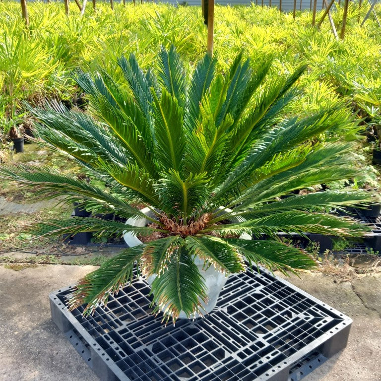 Cycas revoluta, stem/plant/total 35/90/125 cm, pot Ø 60 cm (No. 8)