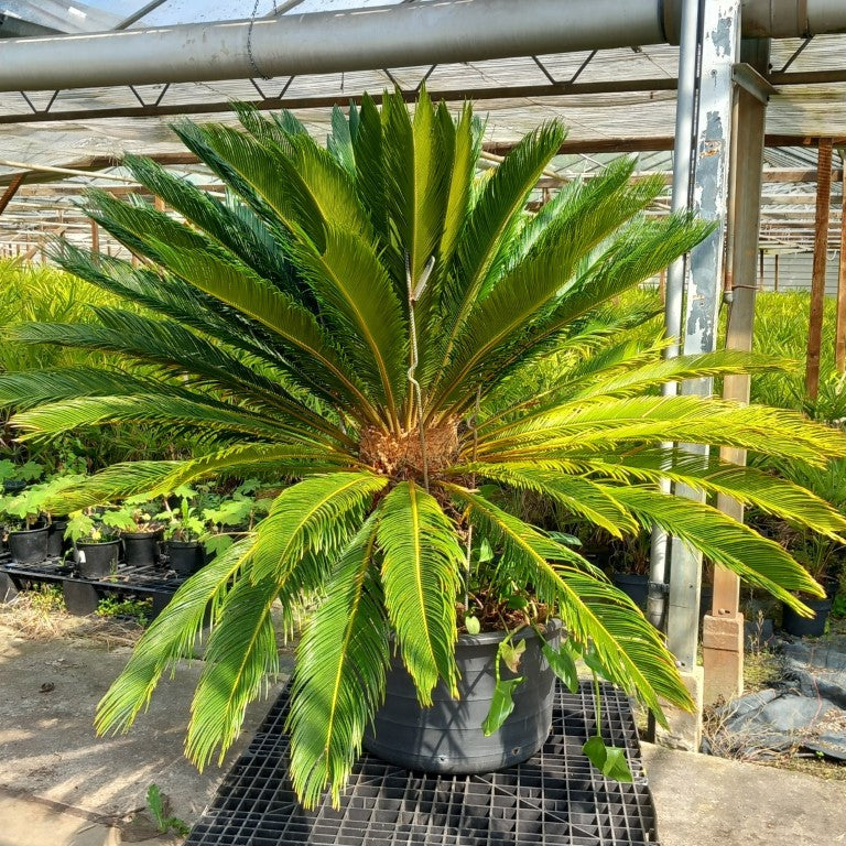 Cycas revoluta, stem/plant/total 60/135/165 cm, pot Ø 60 cm (No. 9)