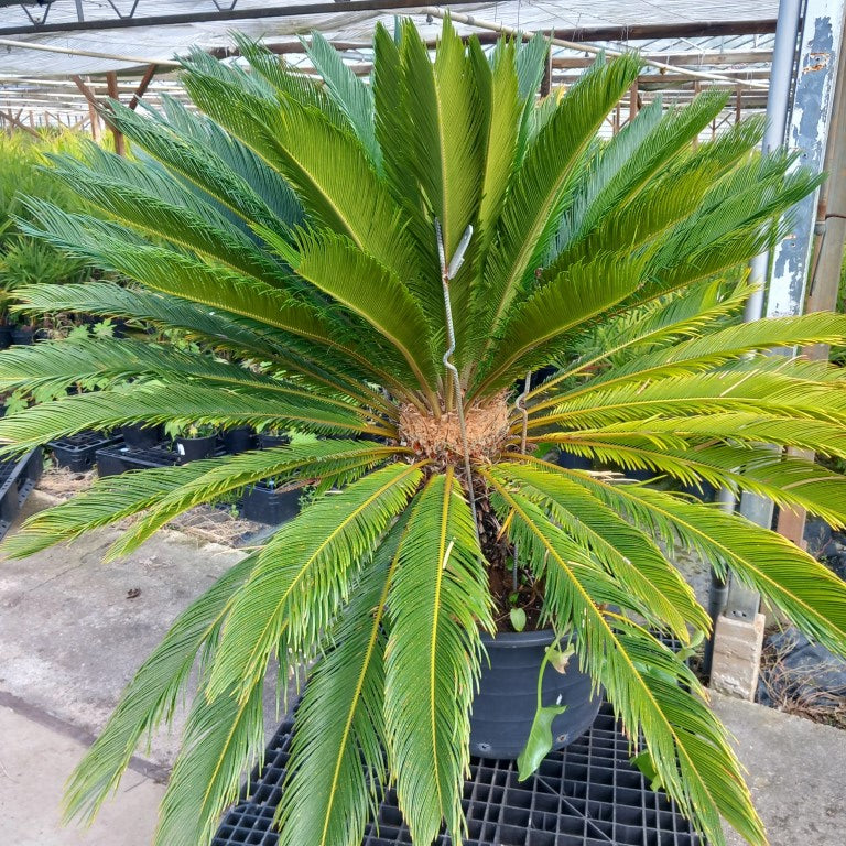 Cycas revoluta, stem/plant/total 60/135/165 cm, pot Ø 60 cm (No. 9)