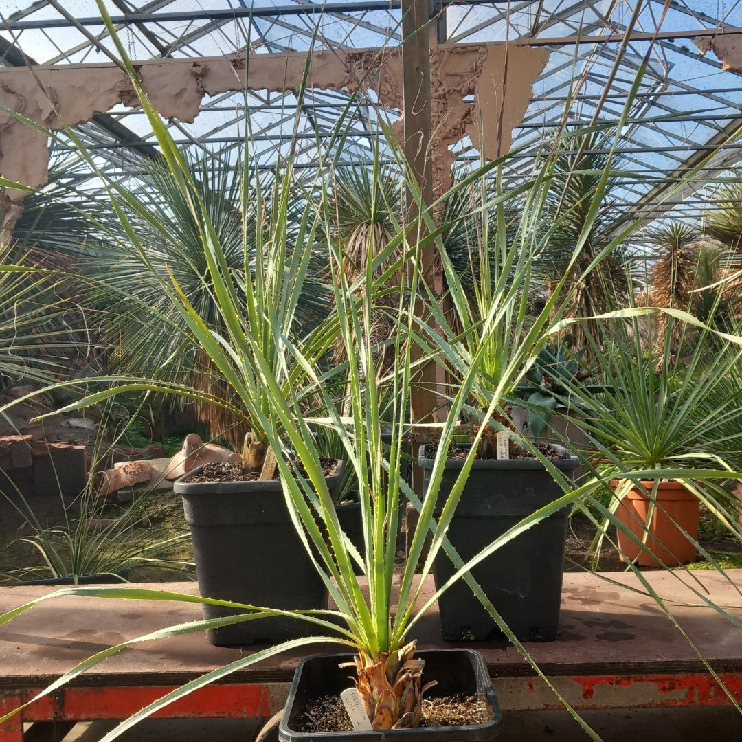 Dasylirion acrotriche, total 110-125 cm, 10 ltr. pot