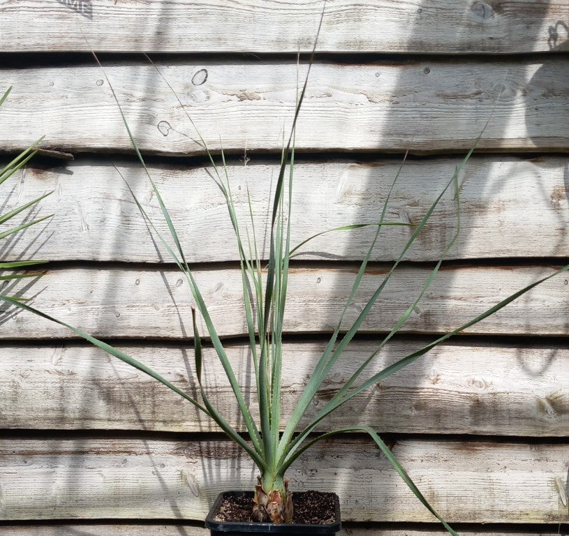 Dasylirion acrotriche, total 120 cm, 10 ltr. pot (No. 1)