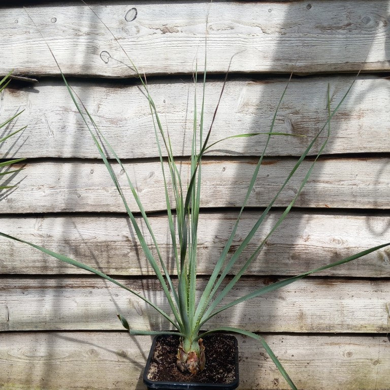 Dasylirion acrotriche, total 120 cm, 10 ltr. pot (No. 1)