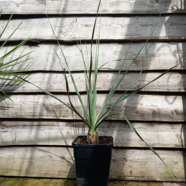 Dasylirion acrotriche, total 120 cm, 10 ltr. pot (No. 1)