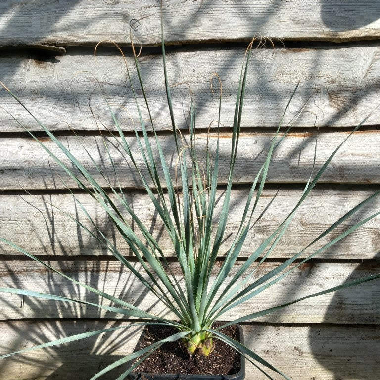 Dasylirion berlandieri , total 100 cm, 10 ltr. pot (No. 2)