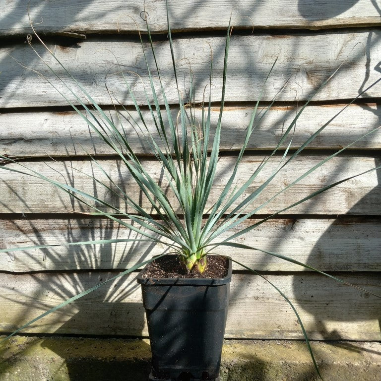 Dasylirion berlandieri , total 100 cm, 10 ltr. pot (No. 2)
