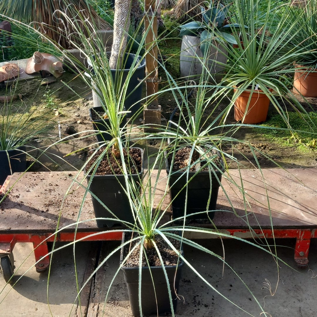 Dasylirion cedrosanum, total 120-130 cm, 10 ltr. pot
