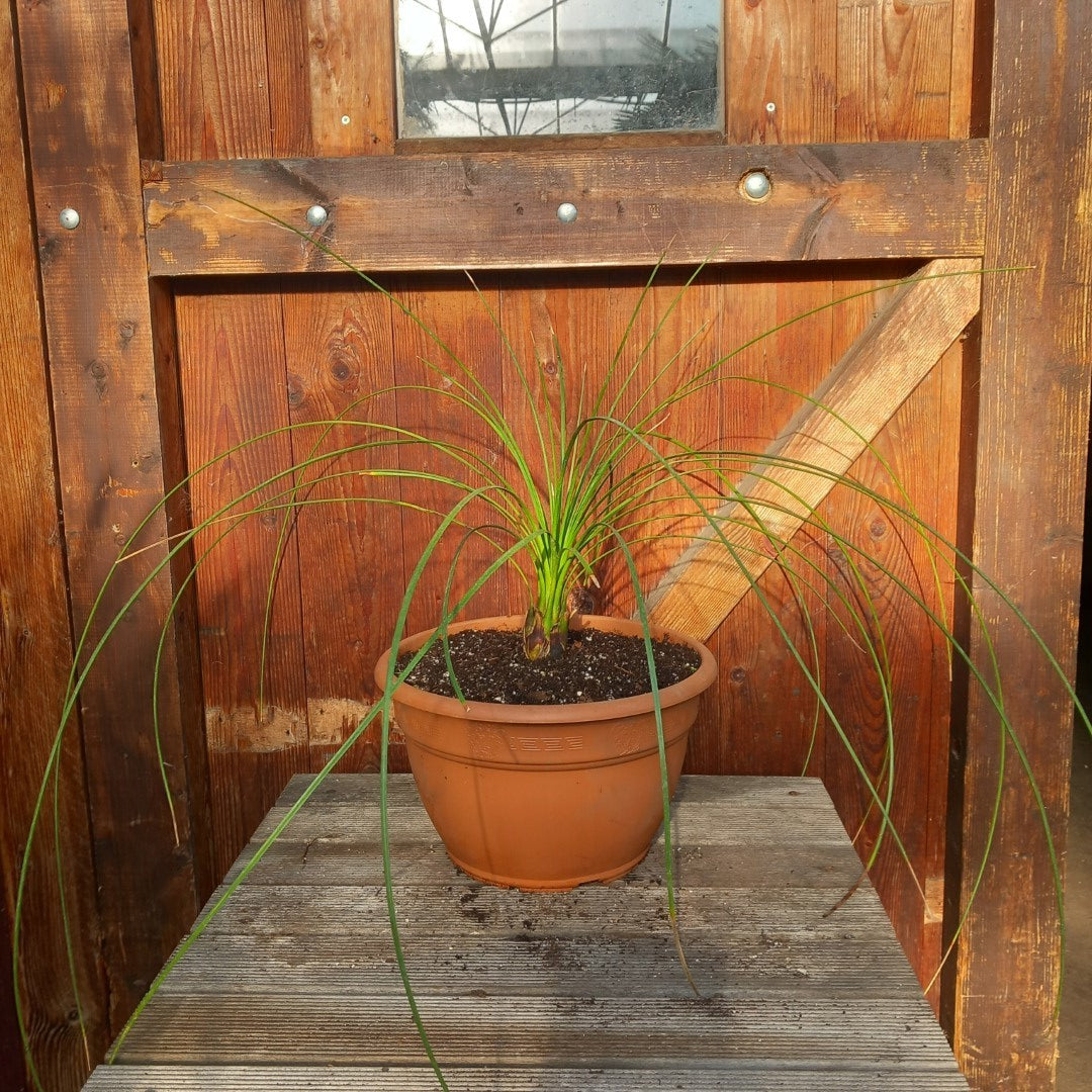 Dasylirion longissimum, total 100 cm, pot Ø 27 cm