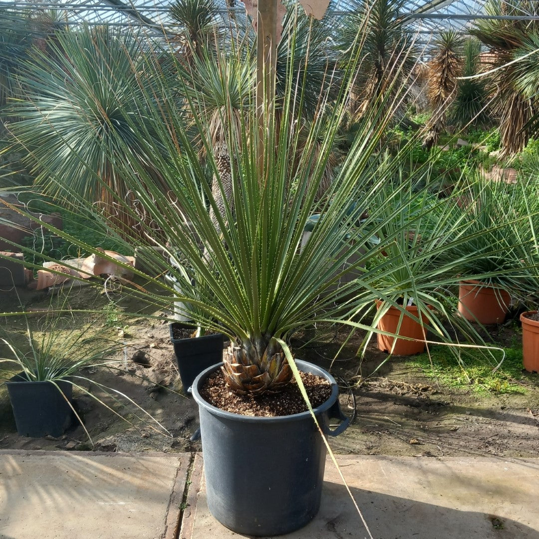 Dasylirion texanum, stem 25, total 155 cm, pot Ø45 cm (No. 1)