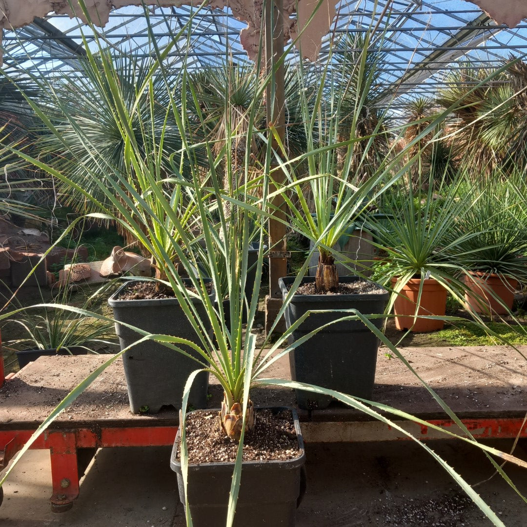 Dasylirion wheeleri, total 115-140 cm, 10 ltr. pot