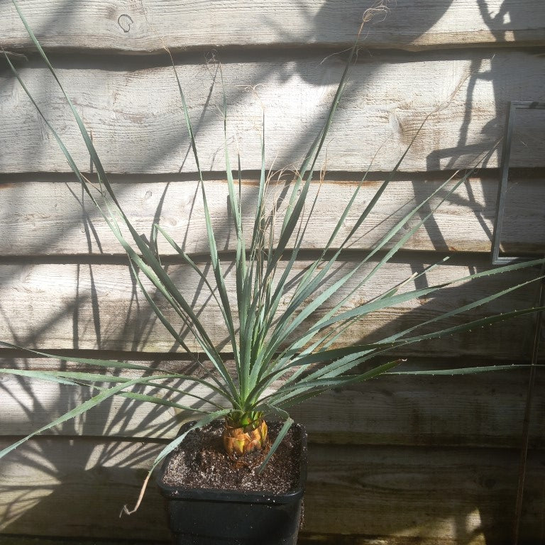 Dasylirion wheeleri, total 110 cm, 10 ltr. pot (No. 1)