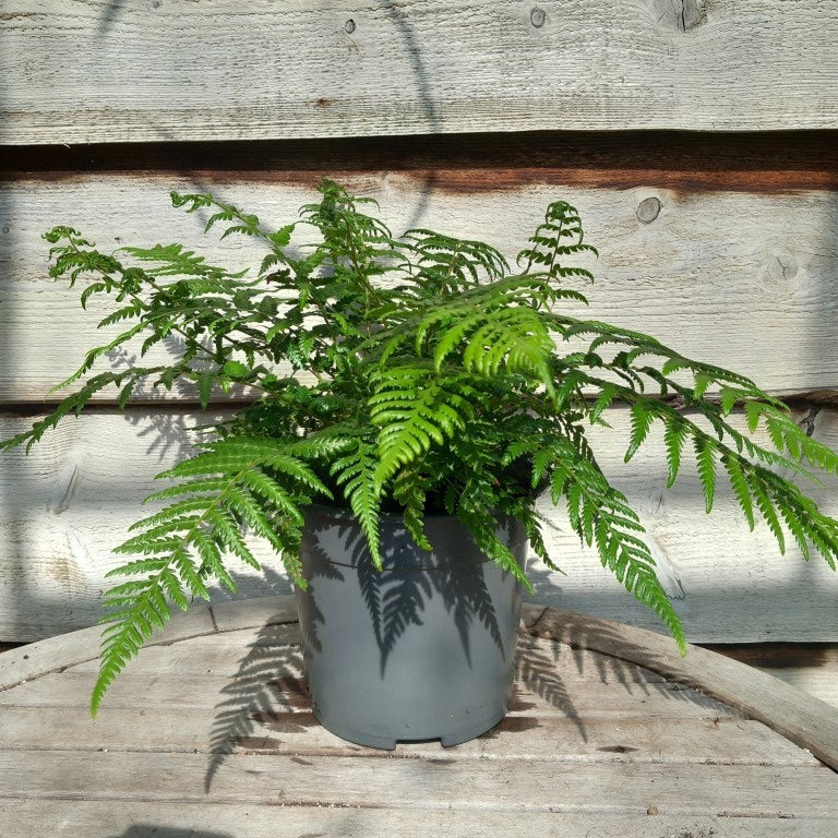 Dicksonia antarctica