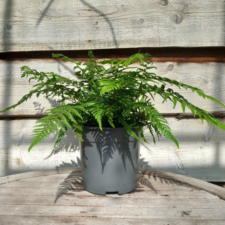 Dicksonia antarctica