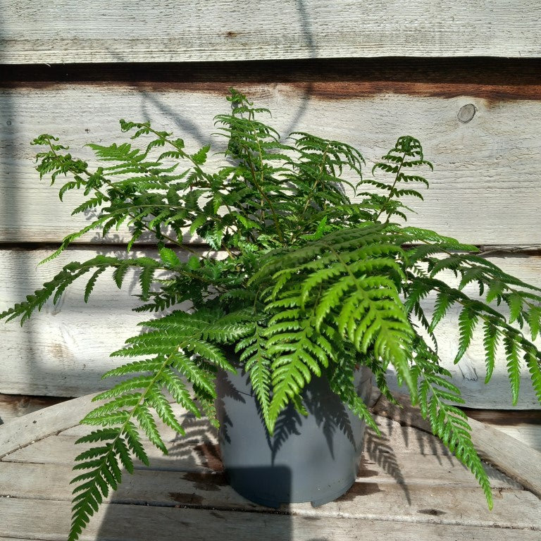 Dicksonia antarctica