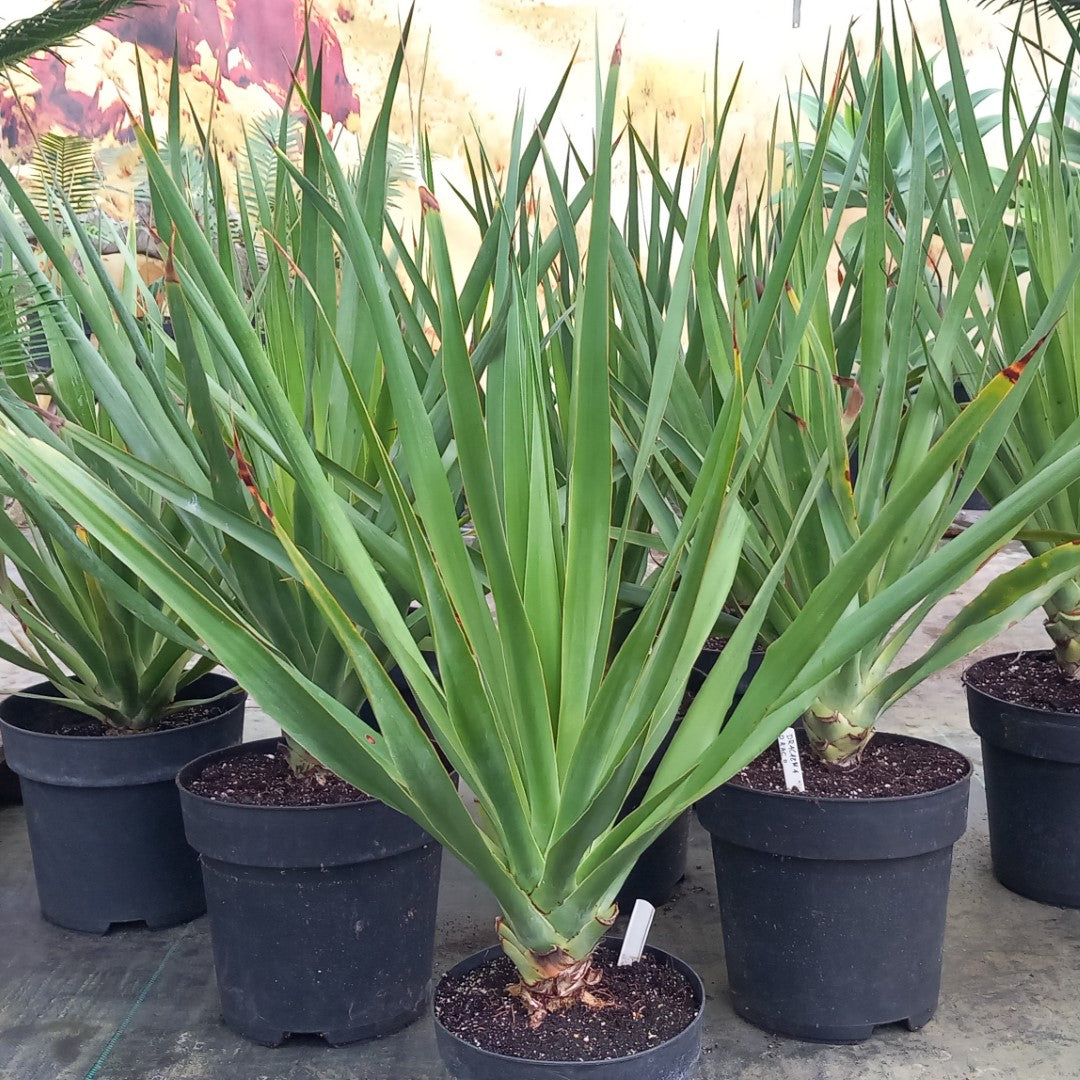 Dracaena draco – Tropical Centre