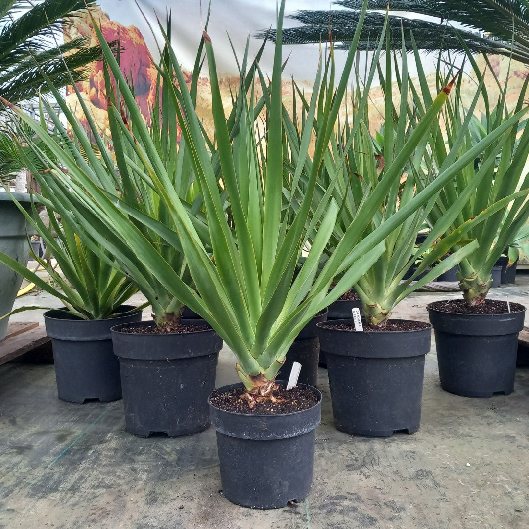 Dracaena draco, 5 ltr. pot