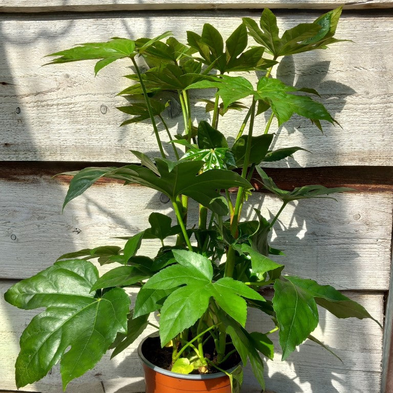Fatsia japonica