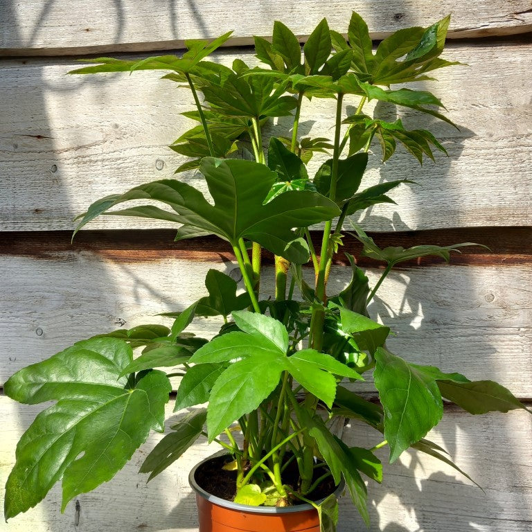 Fatsia japonica