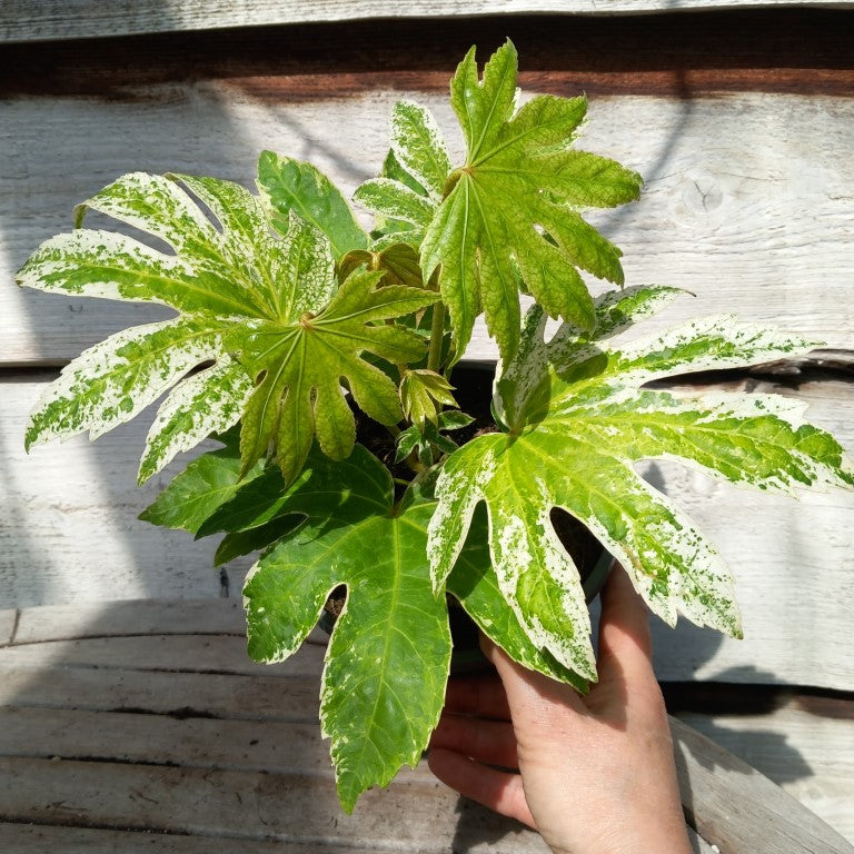 Fatsia japonica spider web