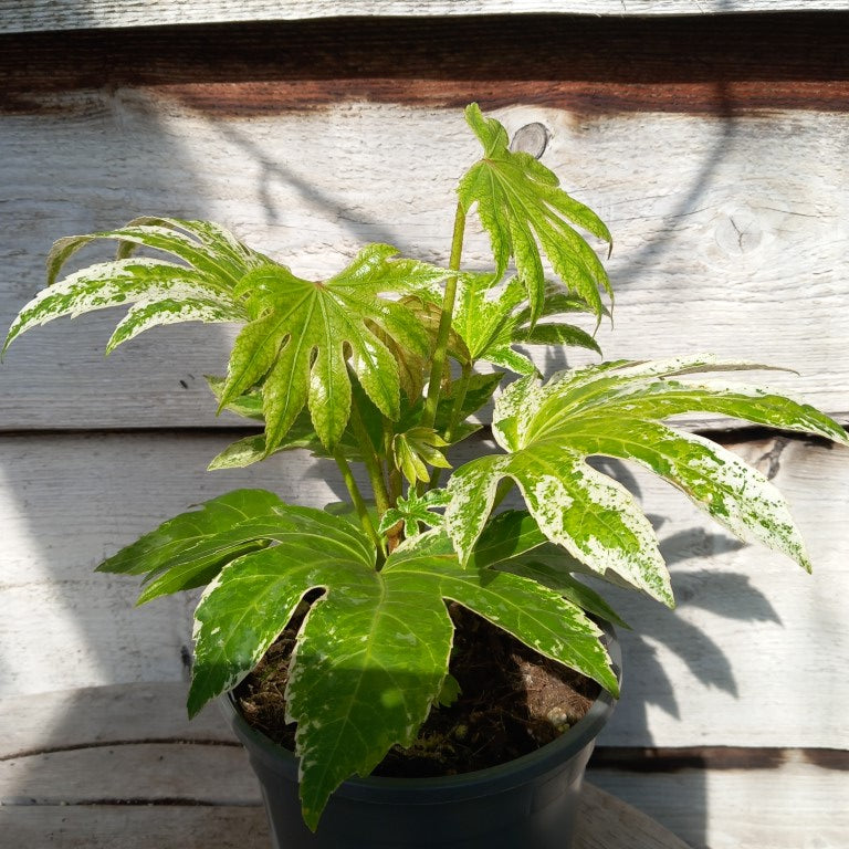 Fatsia japonica spider web