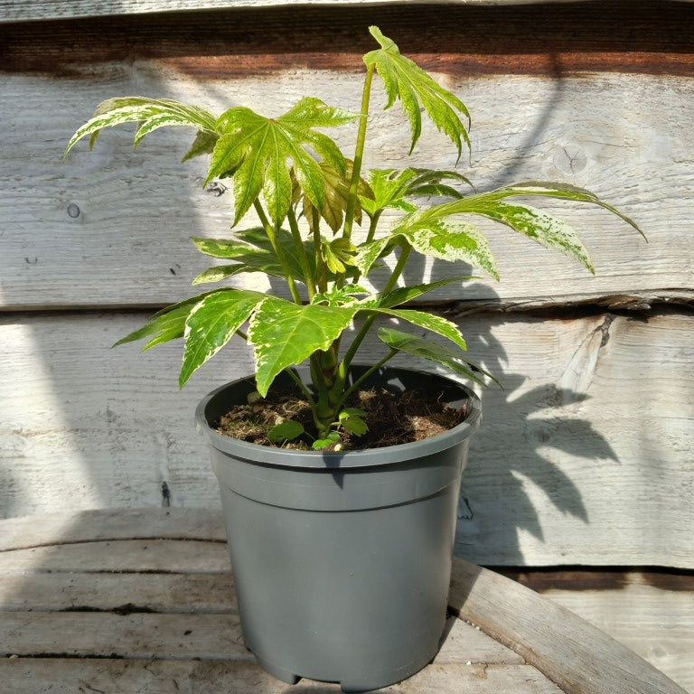 Fatsia japonica spider web