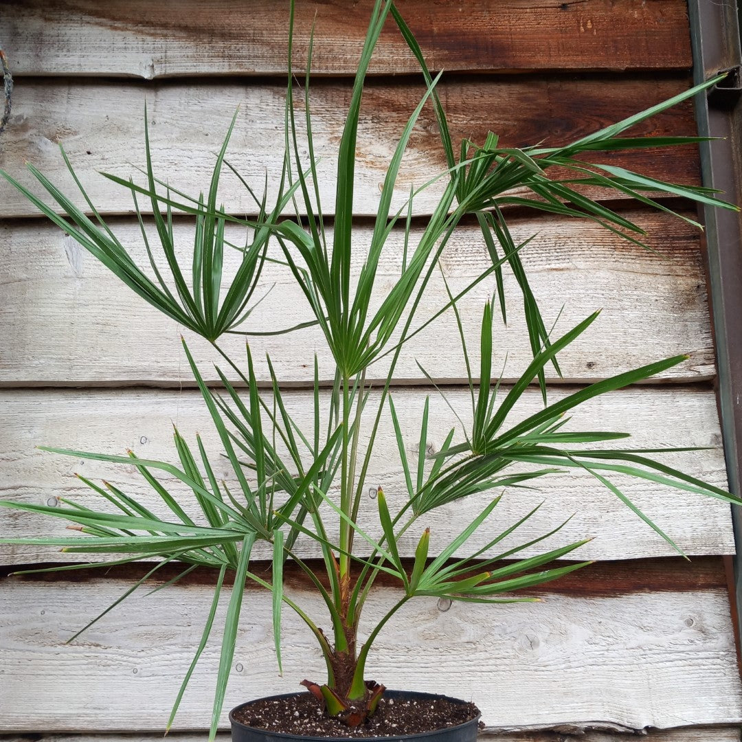 Livistona australis, stem/plant/total ± 10/80/100, 9 ltr. pot