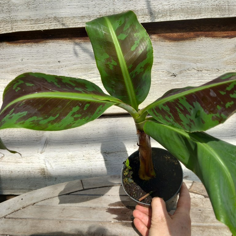Musa acuminata dwarf cavendish