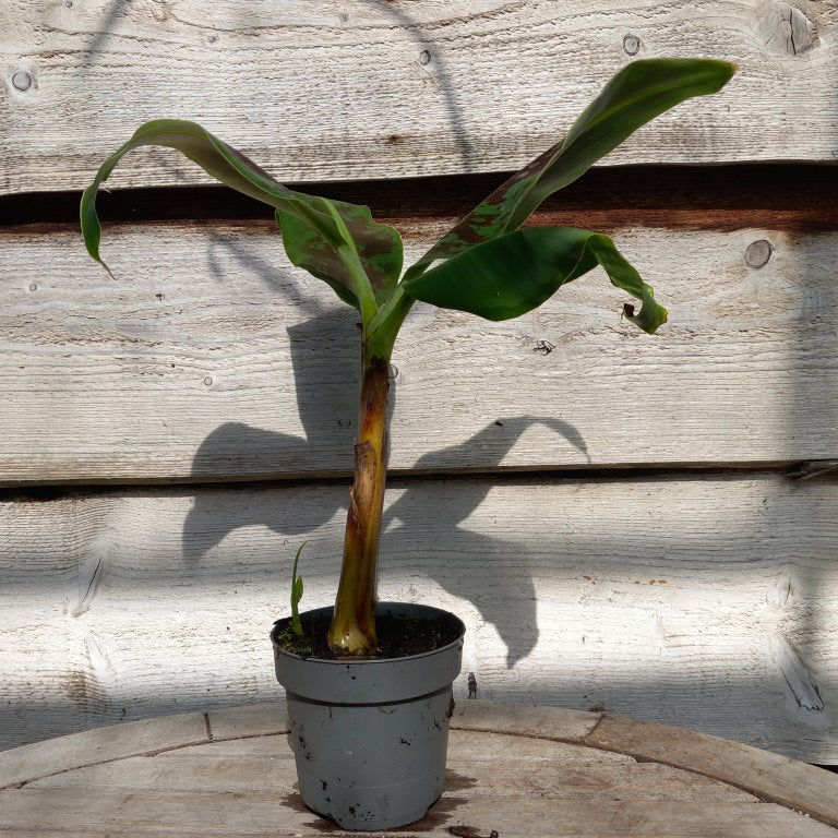 Musa acuminata dwarf cavendish