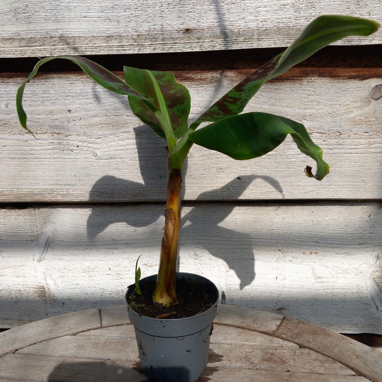 Musa acuminata dwarf cavendish