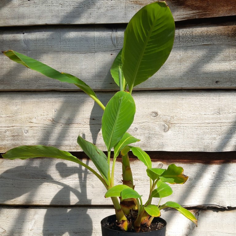 Musella lasiocarpa (Golden Lotus), total 90 cm, pot Ø 20 cm (No. 3)