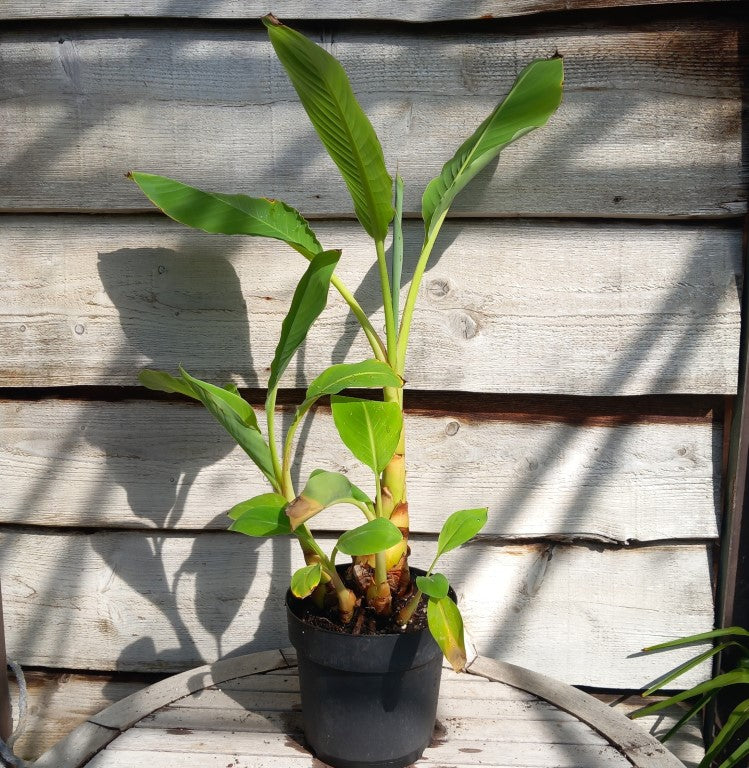 Musella lasiocarpa (Golden Lotus), total 90 cm, pot Ø 20 cm (No. 3)