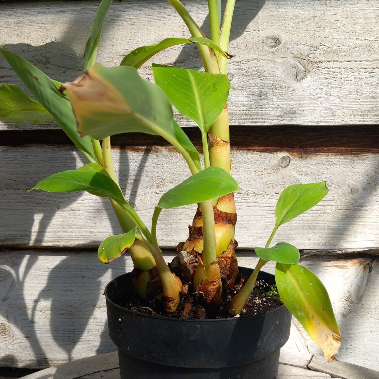 Musella lasiocarpa (Golden Lotus), total 90 cm, pot Ø 20 cm (No. 3)