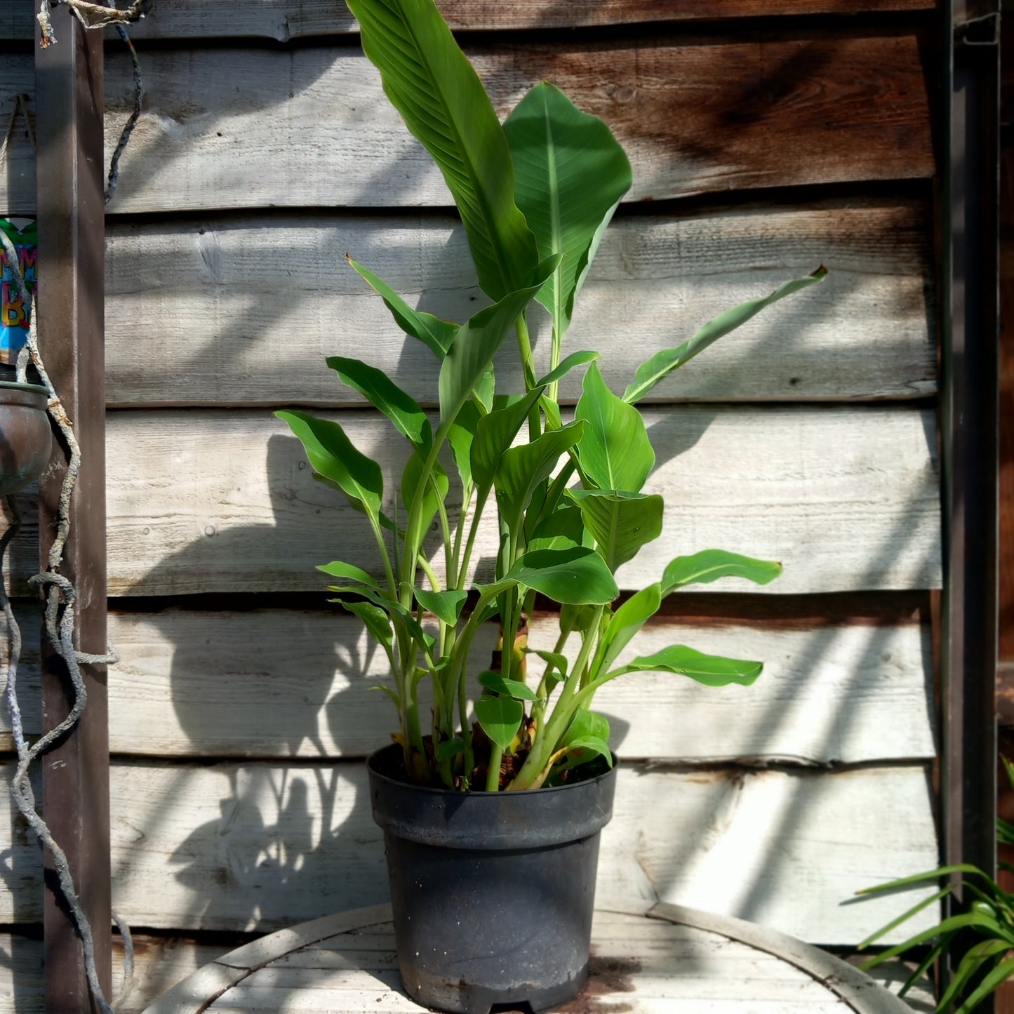 Musella lasiocarpa (Golden Lotus), total 110 cm, pot Ø 27 cm (No. 5)