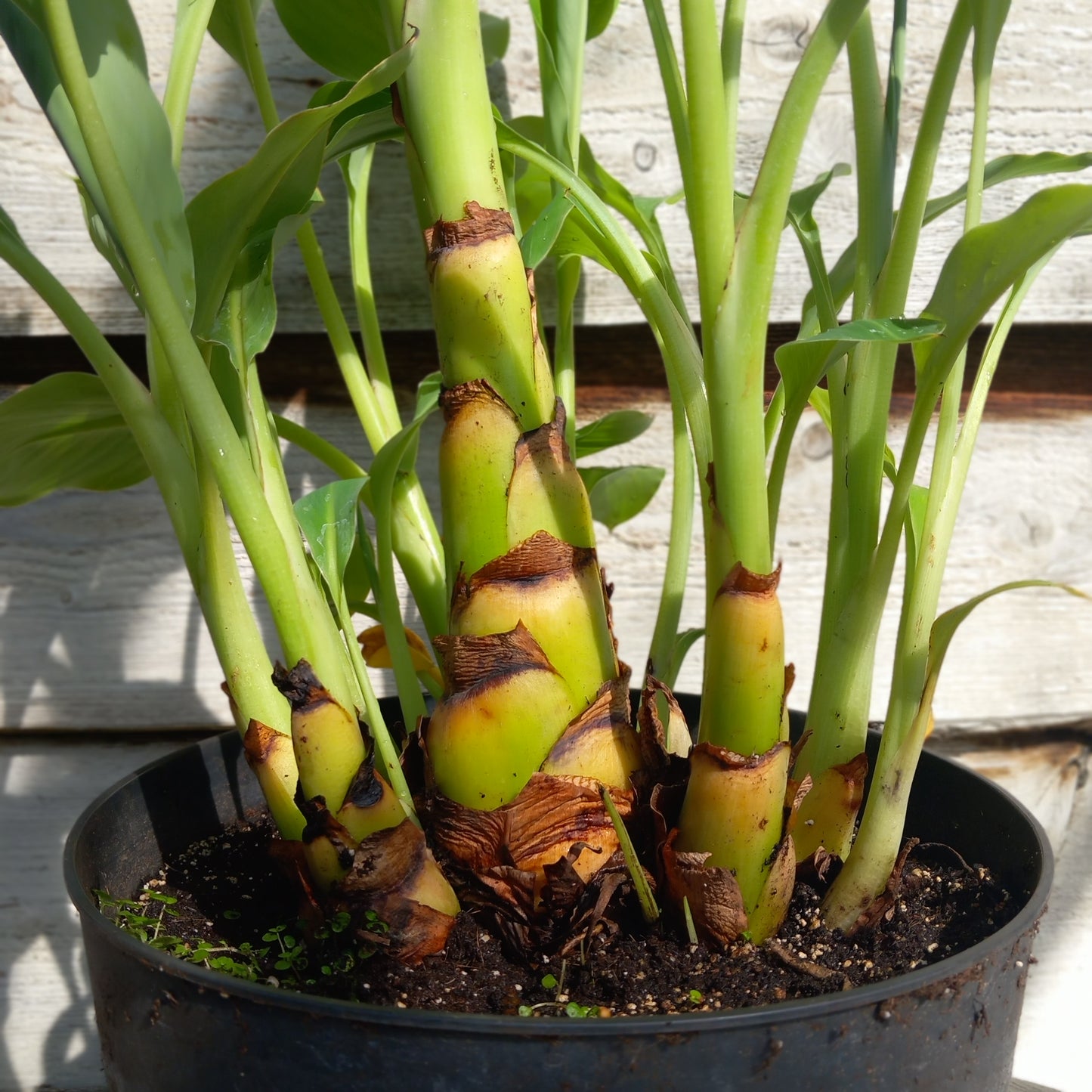 Musella lasiocarpa (Golden Lotus), total 110 cm, pot Ø 27 cm (No. 5)